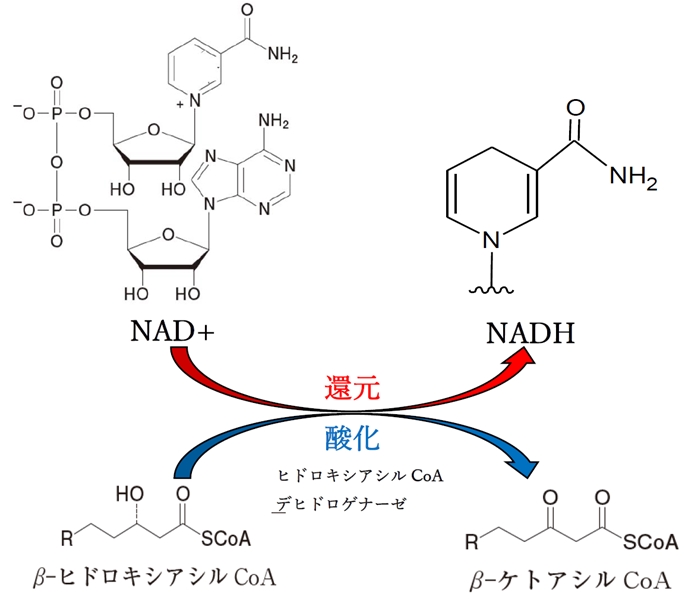 β酸化 脂肪酸と補酵素Aが縮合したチオエステルからアセチルCoAが生じる経路 104回薬剤師国家試験問138